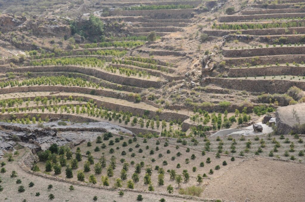 Coffee farming in Yemen