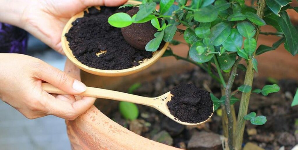 Coffee ground to turn hydrangeas blue