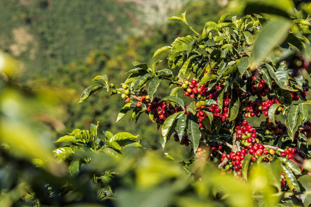 A coffee tree and its fruits: coffee cherries
