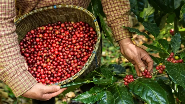 Café écologique - Du champ à la torréfaction