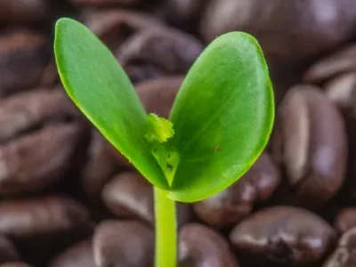 Le Cycle Vertueux Du Café écologique Kabioca - De La Terre à La Tasse, Puis Au Compost