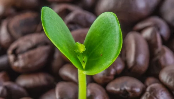 Le cycle vertueux du café écologique Kabioca - de la terre à la tasse, puis au compost